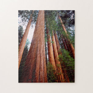 Oud-groeislijm Sequoia Redwood-bomen Legpuzzel