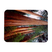 Oud-groeislijm Sequoia Redwood-bomen Magneet (Horizontaal)