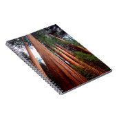 Oud-groeislijm Sequoia Redwood-bomen Notitieboek (Rechterzijde)