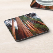 Oud-groeislijm Sequoia Redwood-bomen Onderzetter (Linkerzijde)