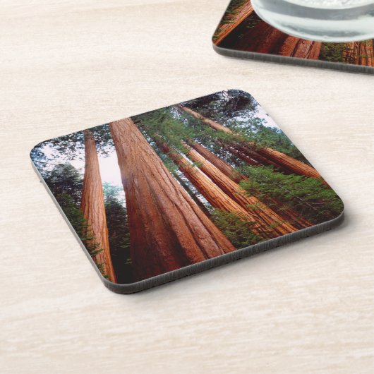 Oud-groeislijm Sequoia Redwood-bomen Onderzetter (Linkerzijde)