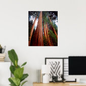 Oud-groeislijm Sequoia Redwood-bomen Poster (Thuiskantoor)