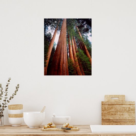 Oud-groeislijm Sequoia Redwood-bomen Poster (Keuken)