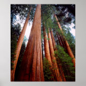 Oud-groeislijm Sequoia Redwood-bomen Poster (Voorkant)