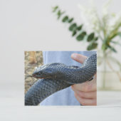 Oud-Indigoslang (Drymarchon corais couperi) Briefkaart (Staand voorkant)