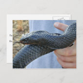 Oud-Indigoslang (Drymarchon corais couperi) Briefkaart (Voorkant / Achterkant)