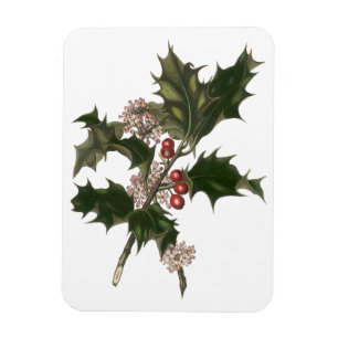 Oud Kerstmis, groene hulstplant met bessen Magneet
