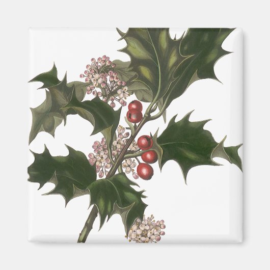 Oud Kerstmis, Groene Hulstplant met Bessen Magneet (Voorkant)