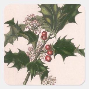 Oud Kerstmis, Hulstplant met Rode Bessen Vierkante Sticker