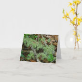 Oud Man Baard Lichen Note Kaart (Gele Bloem)