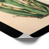 Oud  orchidee ventilator Afdrukgeel Poster (Hoek)