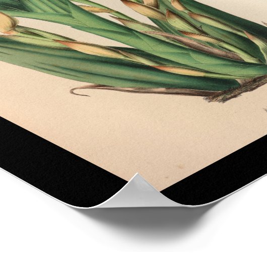 Oud  orchidee ventilator Afdrukgeel Poster (Hoek)