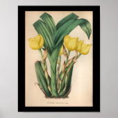Oud  orchidee ventilator Afdrukgeel Poster (Voorkant)