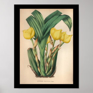 Oud  orchidee ventilator Afdrukgeel Poster