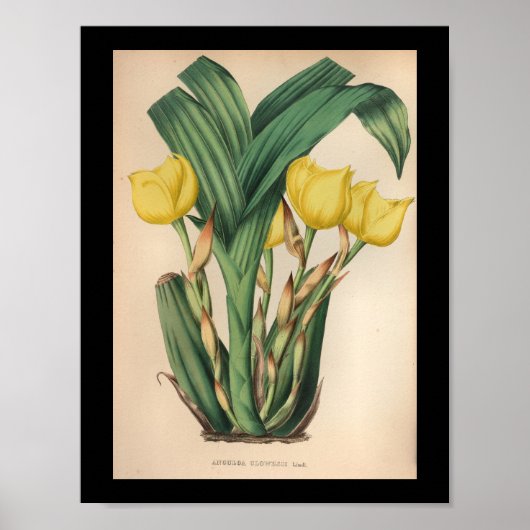 Oud  orchidee ventilator Afdrukgeel Poster (Voorkant)