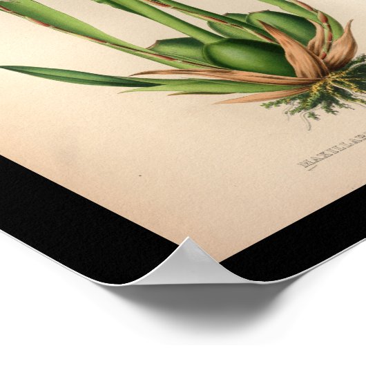 Oud  orchidee ventilator — wit afdrukken poster (Hoek)