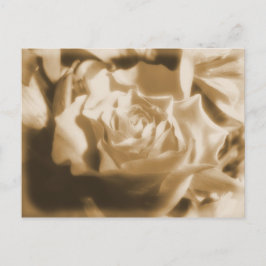 Oud Roos Briefkaart