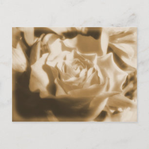 Oud Roos Briefkaart
