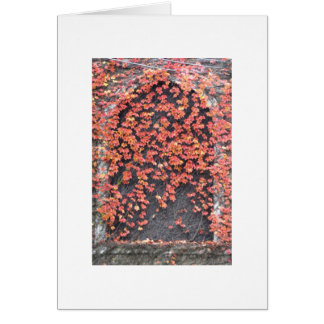 Oud venster met Red Ivy