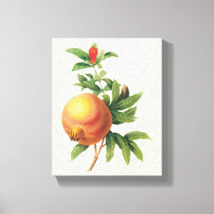 Oud voedsel Fruit, Granaatappel door Redoute Canvas Afdruk