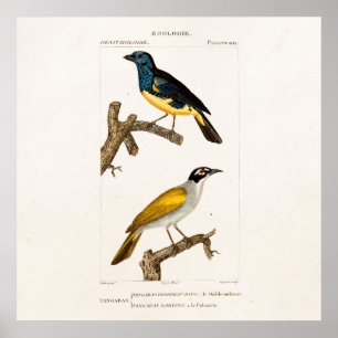 Oude 1800s Orioles Illustratie van de Kleur van d Poster