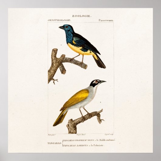Oude 1800s Orioles Illustratie van de Kleur van d Poster (Voorkant)