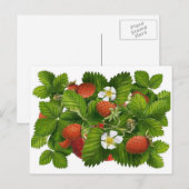 Oude Aardbei Plant Briefkaart (Voorkant / Achterkant)