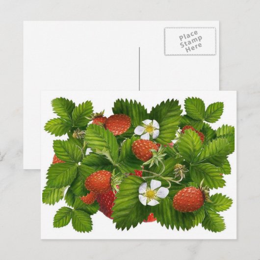 Oude Aardbei Plant Briefkaart (Voorkant / Achterkant)