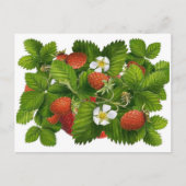 Oude Aardbei Plant Briefkaart (Voorkant)