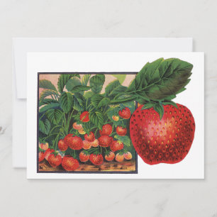 Oude Aardbeien, Aardbeienplanten op een Boerderij