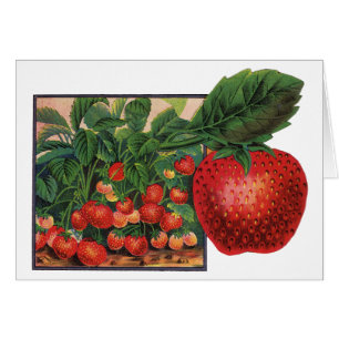 Oude Aardbeien, Aardbeienplanten op een Boerderij