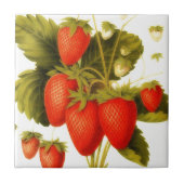 Oude aardbeien met groene bladeren tegeltje (Voorkant)