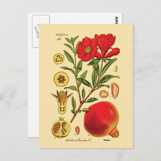 Oude afbeelding van Pomegranaat Briefkaart (Voorkant / Achterkant)