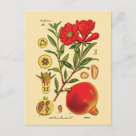 Oude afbeelding van Pomegranaat Briefkaart