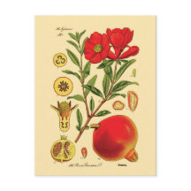 Oude afbeelding van Pomegranaat