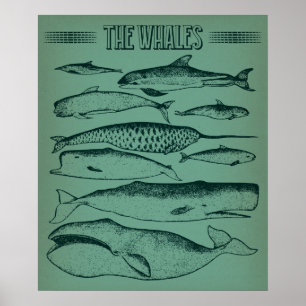 Oude afbeelding van walvissen poster