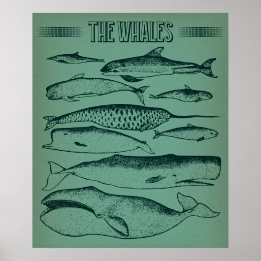Oude afbeelding van walvissen poster (Voorkant)