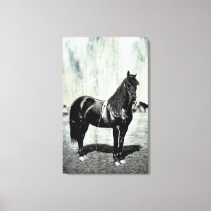 Oude Amerikaanse Burgeroorlog Union Paard Ingepakt Canvas Afdruk