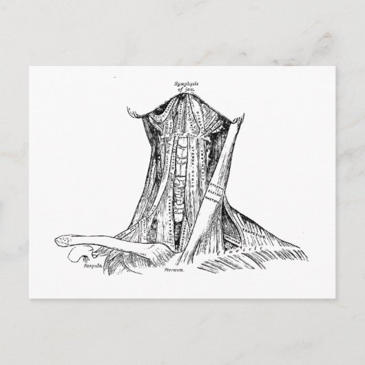 Oude anatomie-illustratiesymeren van de nek briefkaart (Voorkant)