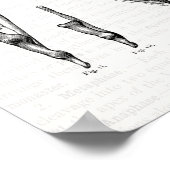 Oude anatomie Kunstspieren van de hand en de pols Poster (Hoek)