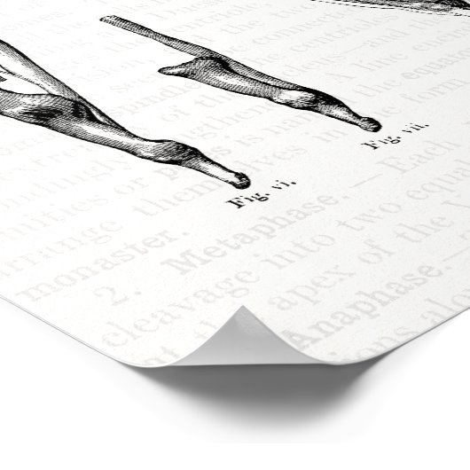 Oude anatomie Kunstspieren van de hand en de pols Poster (Hoek)