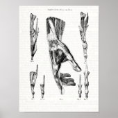Oude anatomie Kunstspieren van de hand en de pols Poster (Voorkant)