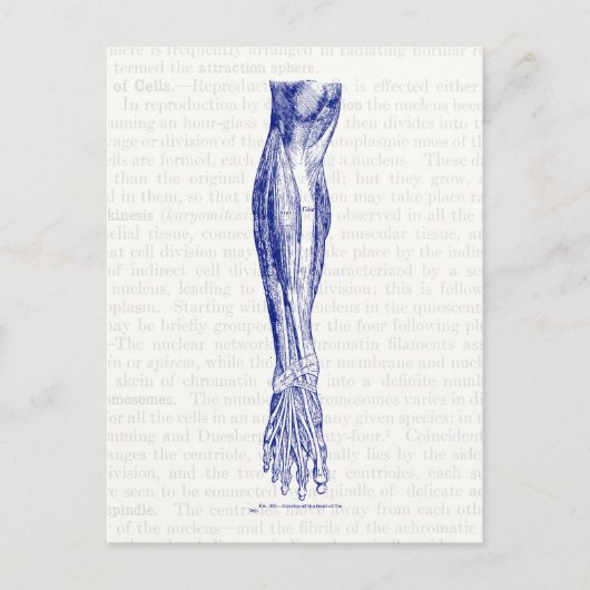 Oude anatomische tekenspieren van het beenblauw briefkaart (Voorkant)