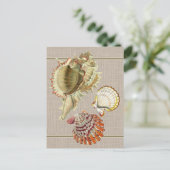 Oude ansichtkaart met strandschelpen briefkaart (Staand voorkant)