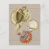 Oude ansichtkaart met strandschelpen briefkaart (Voorkant)