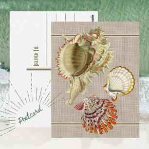 Oude ansichtkaart met strandschelpen briefkaart