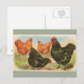 Oude ansichtkaart met vier "Orpington kuikens" Briefkaart (Voorkant / Achterkant)