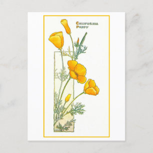 Oude ansichtkaart van Californische gele klaproos Briefkaart