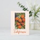 Oude ansichtkaart van sinaasappels uit Zuid-Califo Briefkaart (Staand voorkant)