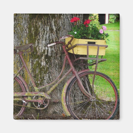 Oude Antiek Fiets met Bloemenmand Magneet (Voorkant)